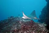 Isla del Coco - 135